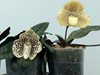 Paphiopedilum 